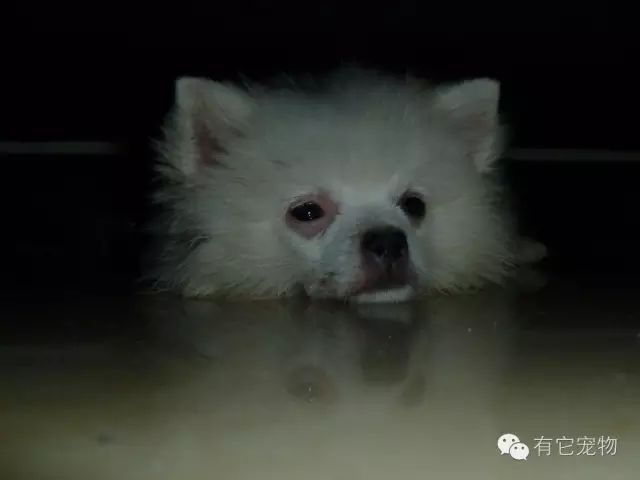 【寵物知識】寵物狗狗十大常見疾病預防學習