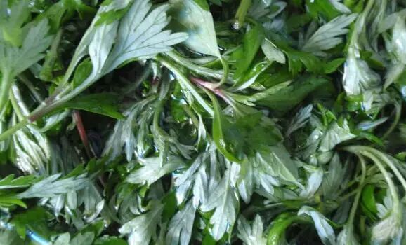 青岛艾灸大艾堂：艾草的历史概况 <wbr>！一定有你想知道的！