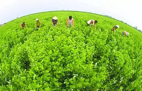 青岛艾灸大艾堂:艾草的历史概况 <wbr>!一定有你想知道的! 青岛艾灸大艾堂:艾草的历史概况 <wbr>!一定有你想知道的!