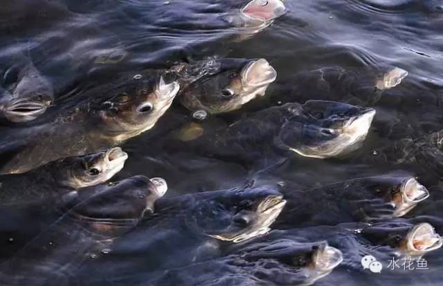 鱼类的化学物中毒死鱼与鱼病死鱼,有毒藻类死鱼,缺氧死鱼的差异