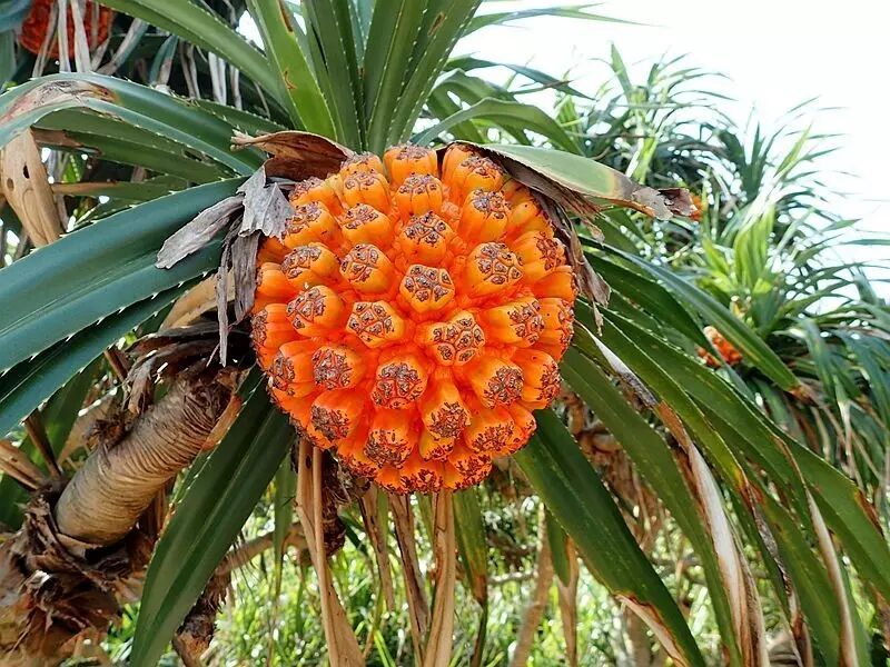 活久见 世上居然还有这样的水果存在!全智贤怀孕都要排队去吃的店你不能错过!-怀孕期