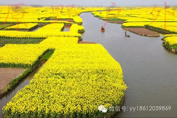 (4)4月3日-6日 兴化千岛水上油菜花，烟花三月下扬州，江北水乡台儿庄休闲三日游-户外活动图-驼铃网