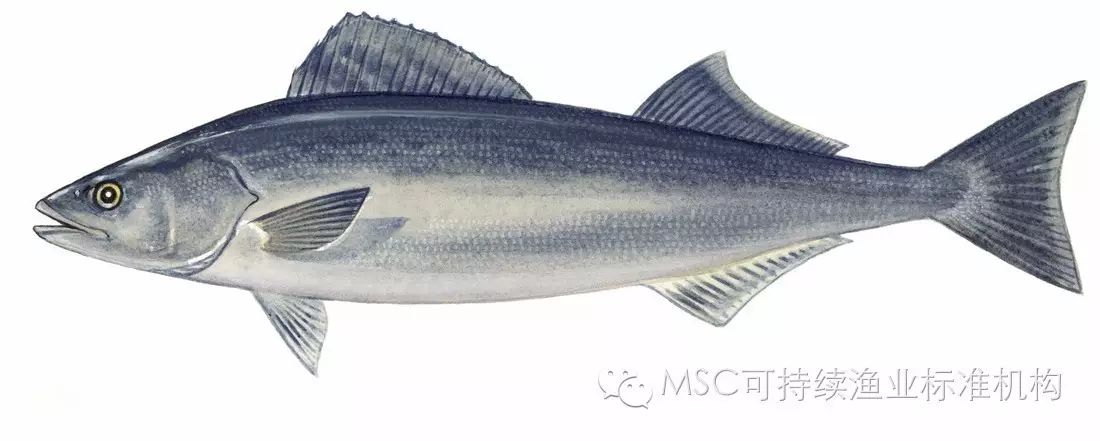 黑鳕鱼(sablefish)