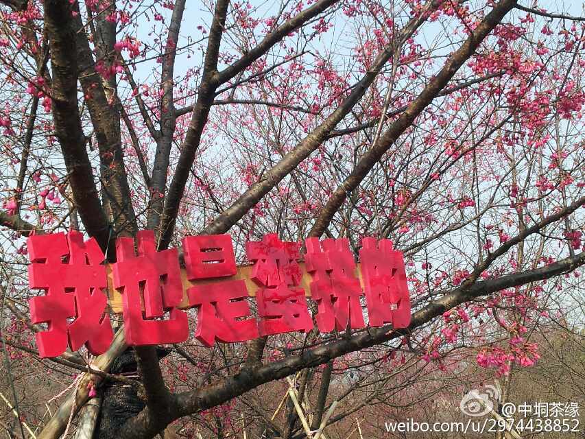 平乐樱花节彻底惹毛全国人民,游客大闹现场报警维权!462 / 作者:thkfh / 帖子ID:112226 平乐樱花节彻底惹毛全国人民,游客大闹现场报警维权!462 / 作者:thkfh / 帖子ID:112226