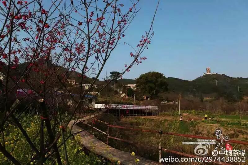 平乐樱花节彻底惹毛全国人民,游客大闹现场报警维权!900 / 作者:thkfh / 帖子ID:112226 平乐樱花节彻底惹毛全国人民,游客大闹现场报警维权!900 / 作者:thkfh / 帖子ID:112226