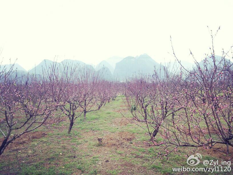平乐樱花节彻底惹毛全国人民,游客大闹现场报警维权!189 / 作者:thkfh / 帖子ID:112226 平乐樱花节彻底惹毛全国人民,游客大闹现场报警维权!189 / 作者:thkfh / 帖子ID:112226