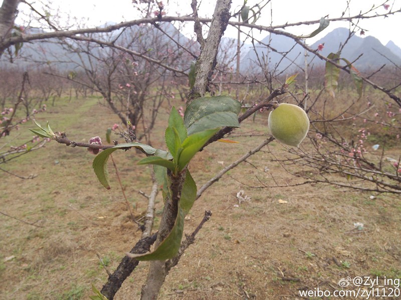 平乐樱花节彻底惹毛全国人民,游客大闹现场报警维权!50 / 作者:thkfh / 帖子ID:112226 平乐樱花节彻底惹毛全国人民,游客大闹现场报警维权!50 / 作者:thkfh / 帖子ID:112226