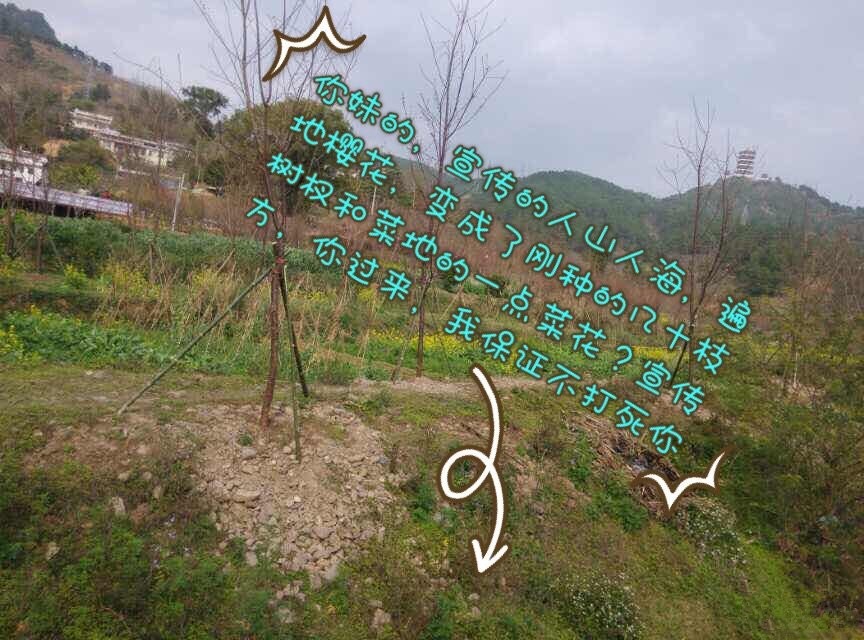 平乐樱花节彻底惹毛全国人民,游客大闹现场报警维权!554 / 作者:thkfh / 帖子ID:112226 平乐樱花节彻底惹毛全国人民,游客大闹现场报警维权!554 / 作者:thkfh / 帖子ID:112226