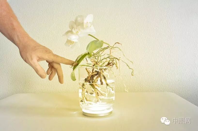 光环之下 ▏LED植物照明普及面临四大难题