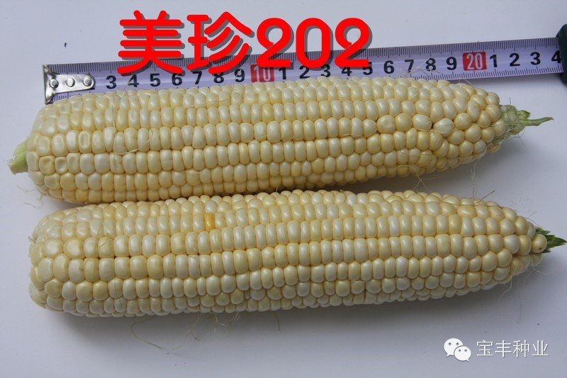 水果玉米追肥的方案-巨英香