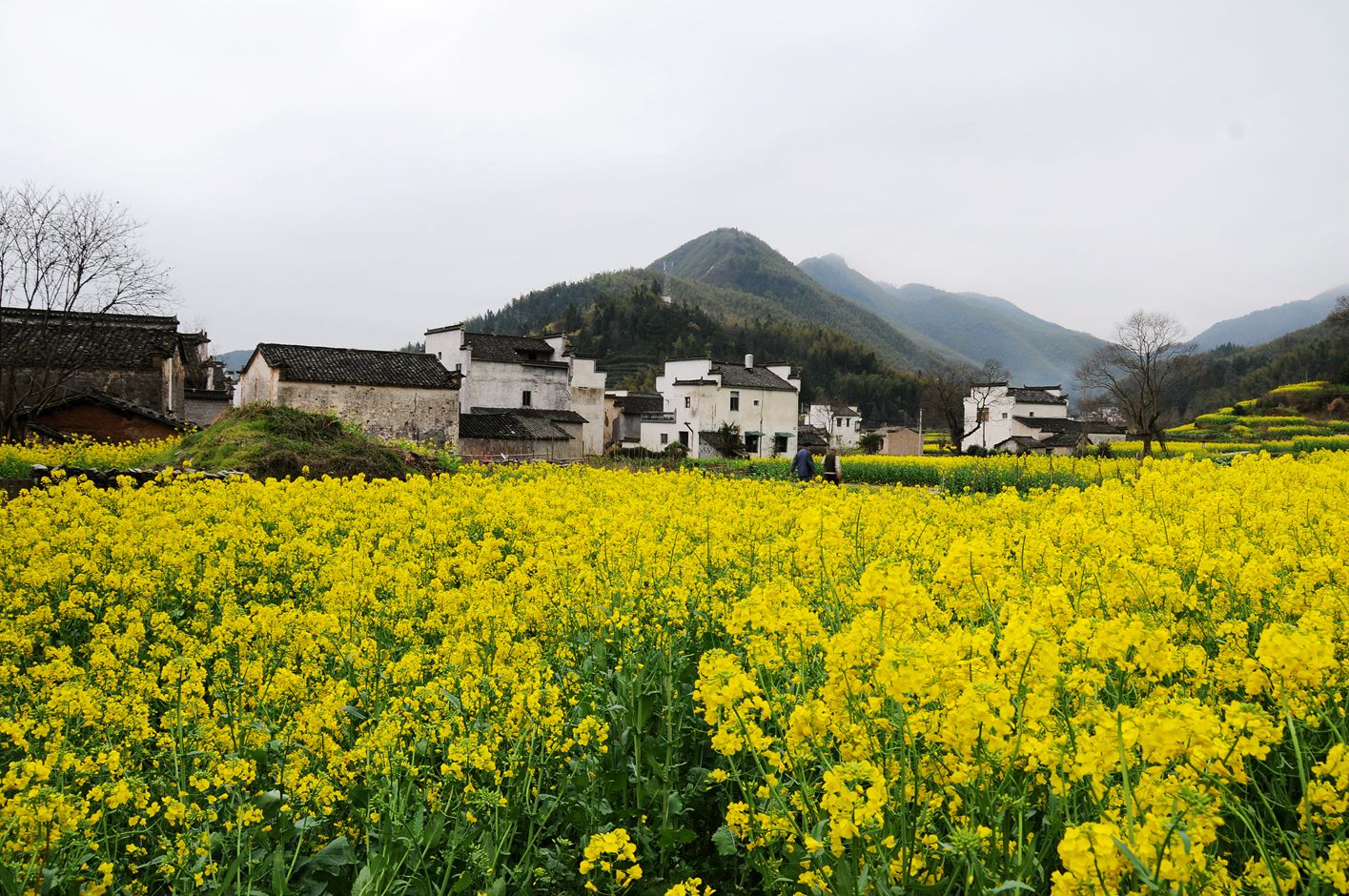 【欣赏】第五届黄山油菜花全国摄影大赛参赛作品展!