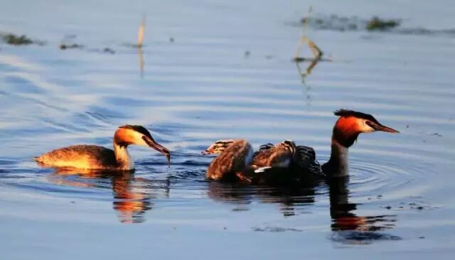 中国最美湿地——千鸟湖湿地公园