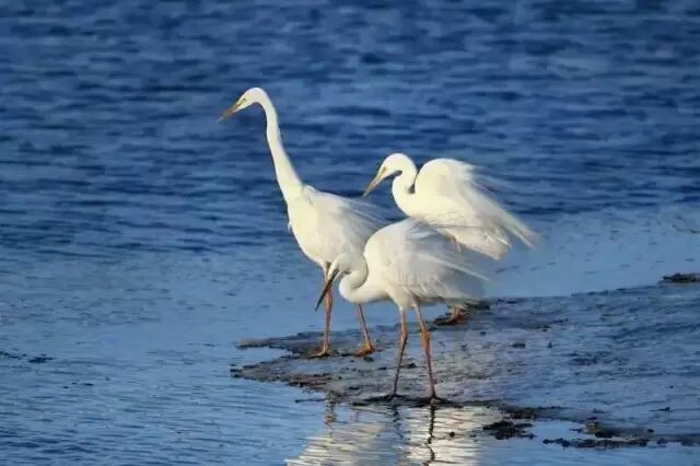 中国最美湿地——千鸟湖湿地公园