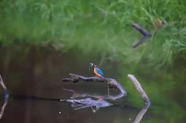 中国最美湿地——千鸟湖湿地公园