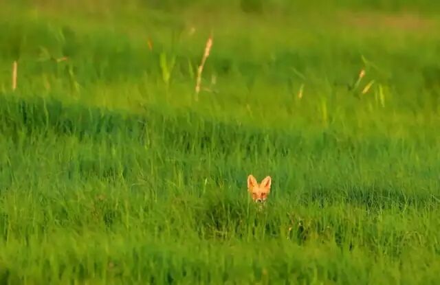 中国最美湿地——千鸟湖湿地公园
