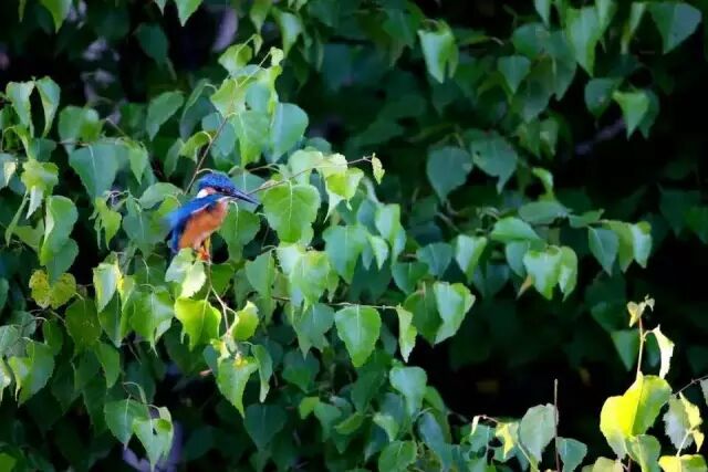 中国最美湿地——千鸟湖湿地公园