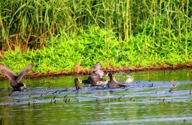 中国最美湿地——千鸟湖湿地公园