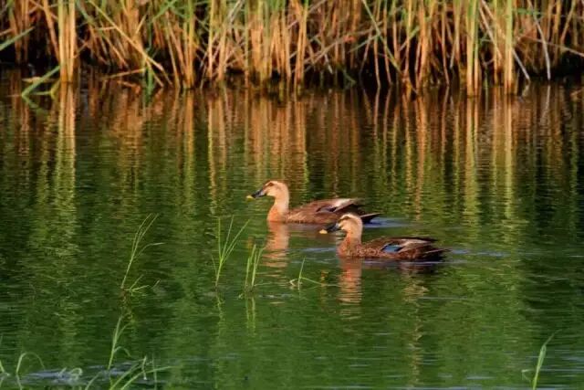 中国最美湿地——千鸟湖湿地公园