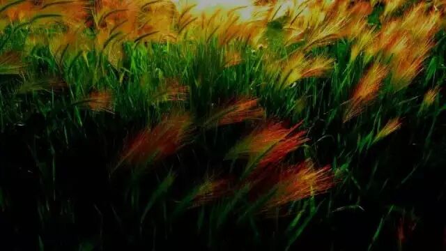 中国最美湿地——千鸟湖湿地公园