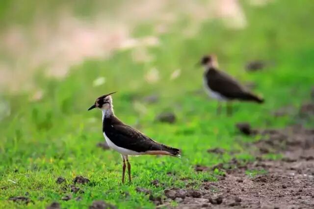 中国最美湿地——千鸟湖湿地公园