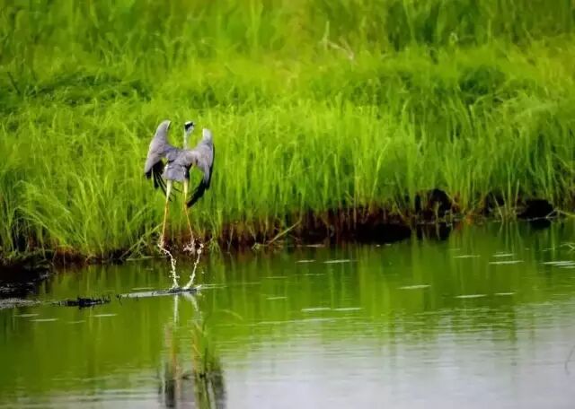 中国最美湿地——千鸟湖湿地公园