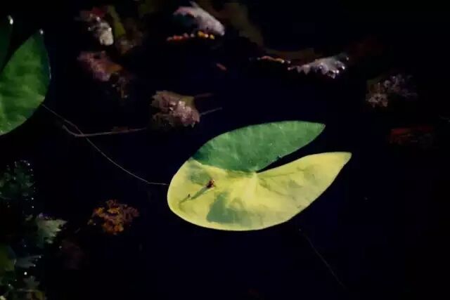 中国最美湿地——千鸟湖湿地公园