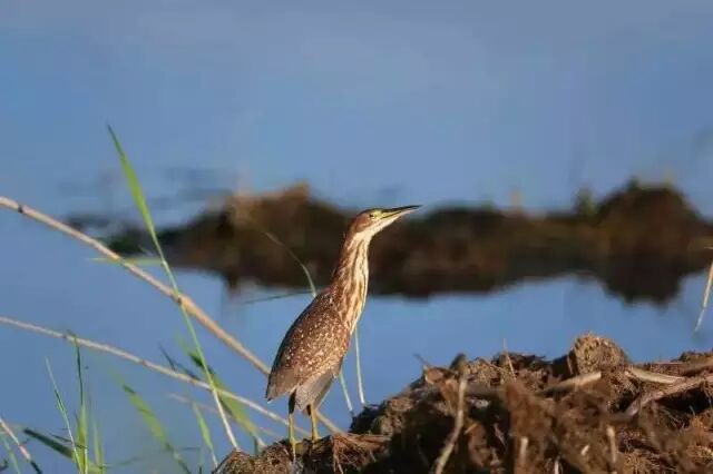 中国最美湿地——千鸟湖湿地公园
