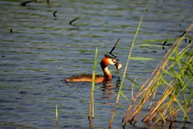 中国最美湿地——千鸟湖湿地公园