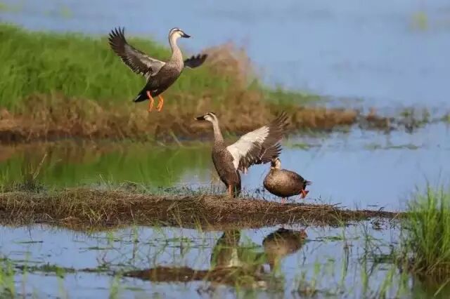 中国最美湿地——千鸟湖湿地公园