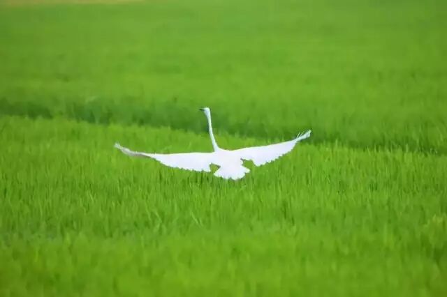 中国最美湿地——千鸟湖湿地公园