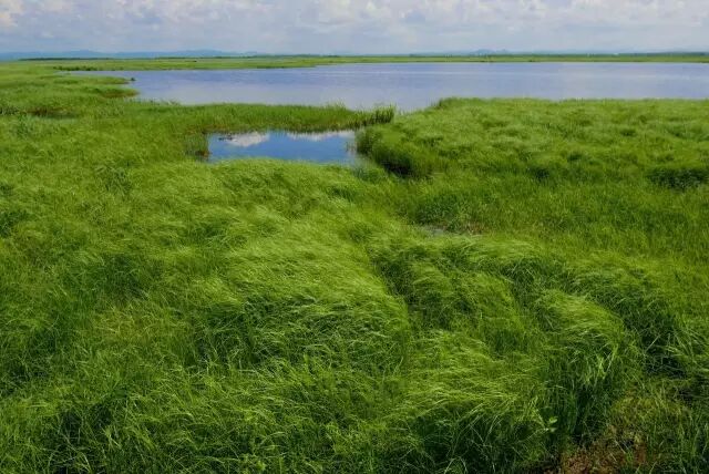 中国最美湿地——千鸟湖湿地公园