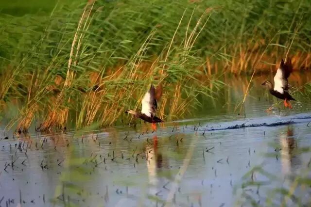 中国最美湿地——千鸟湖湿地公园