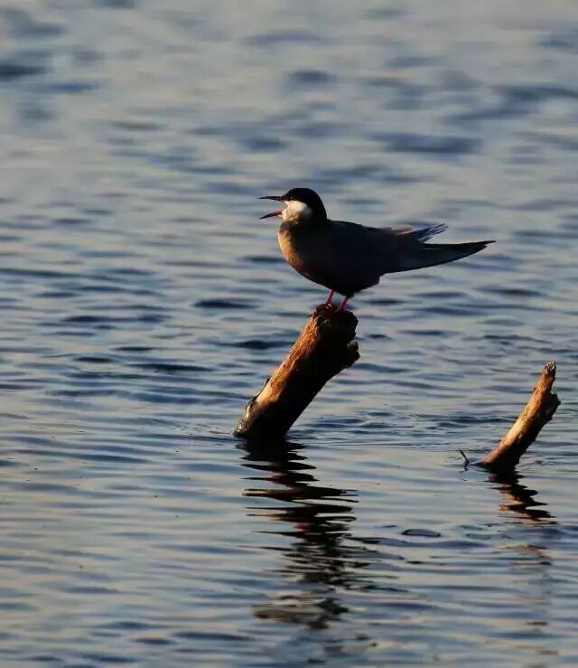 中国最美湿地——千鸟湖湿地公园