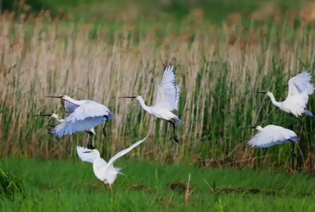 中国最美湿地——千鸟湖湿地公园