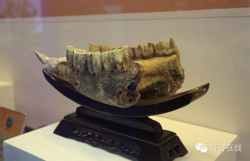 犀牛下牙骨化石