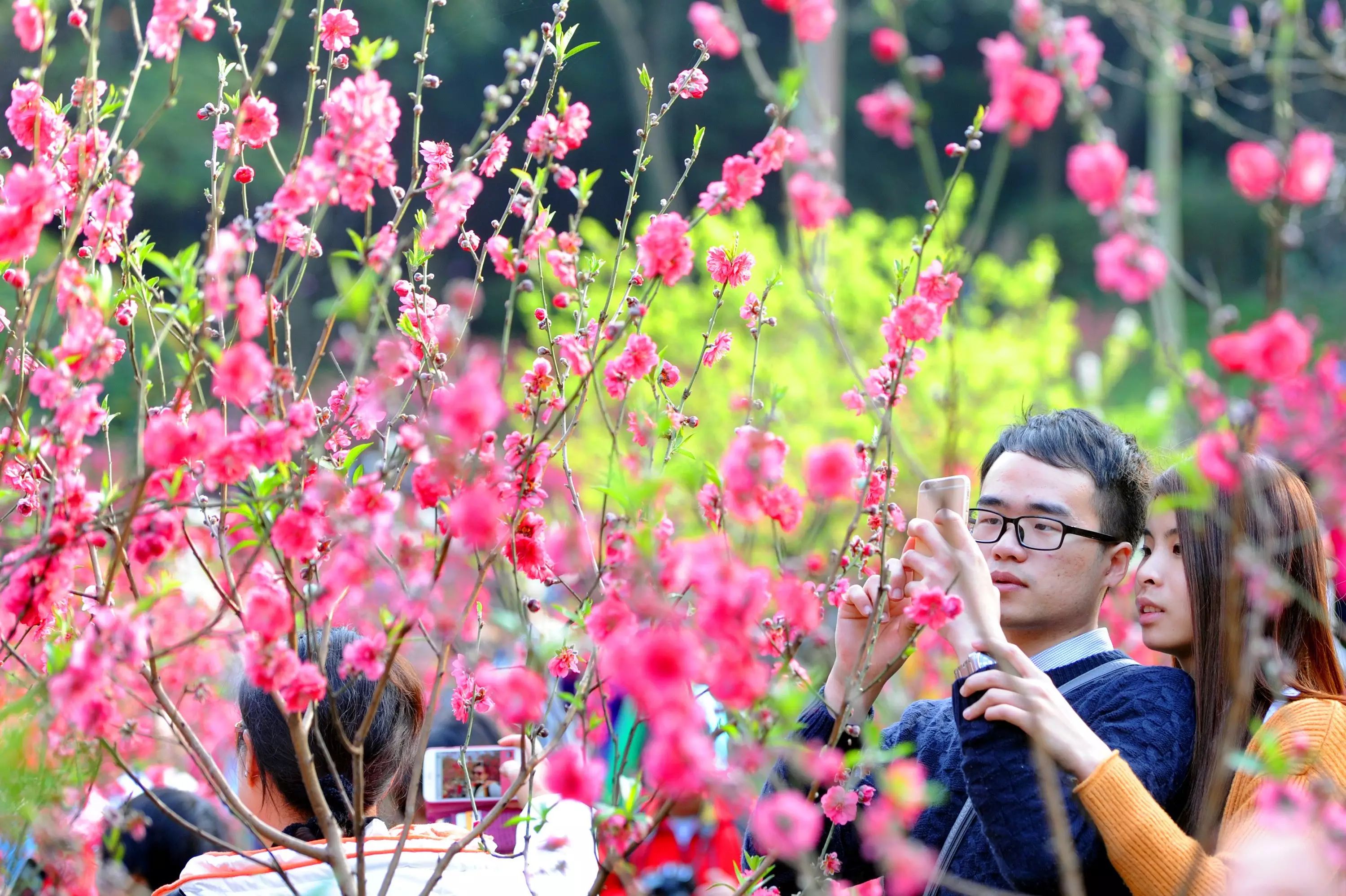 俊男靓女相约在白云山桃花涧赏桃花.广州日报记者 莫伟浓 摄影报道