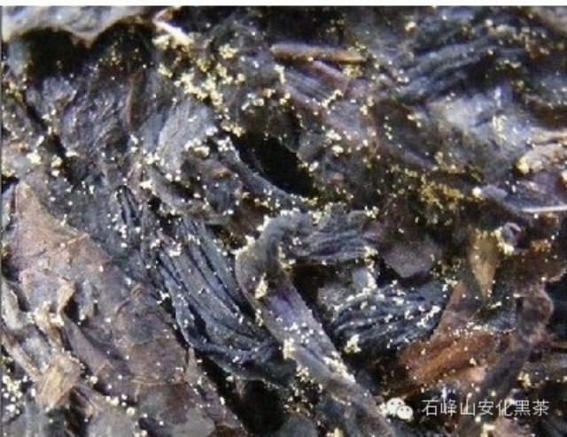 一道黑茶品出千年文化，点点金花带来健康生活