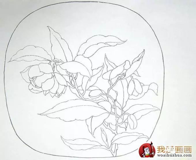 国画工笔花卉教程:临摹工笔画《夜合花图》的步骤