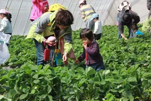 休閑農(nóng)業(yè)項(xiàng)目怎么投資，先看看這些！(圖7)