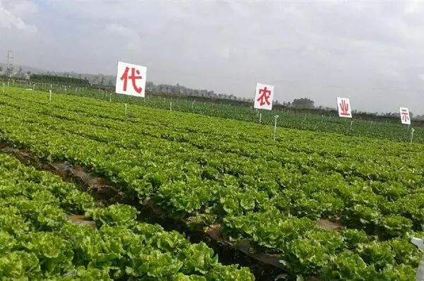 休閑農(nóng)業(yè)項(xiàng)目怎么投資，先看看這些！(圖8)