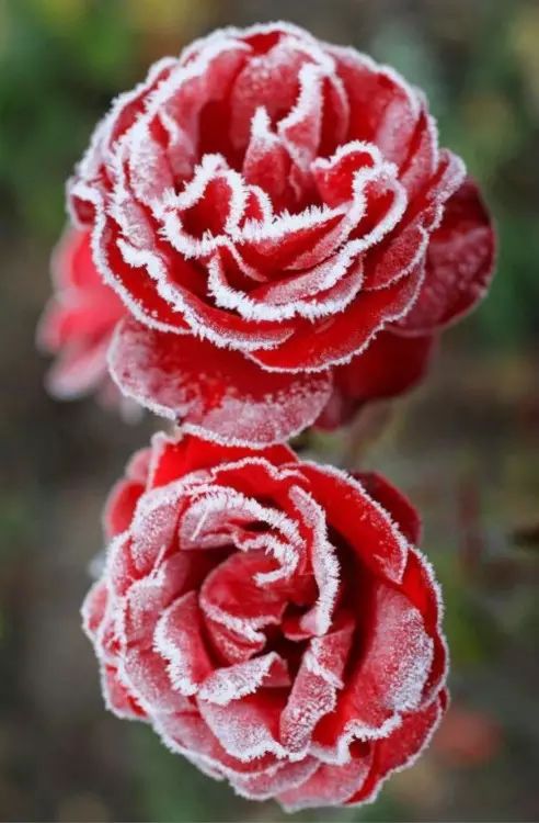 雪中玫瑰,美到心醉