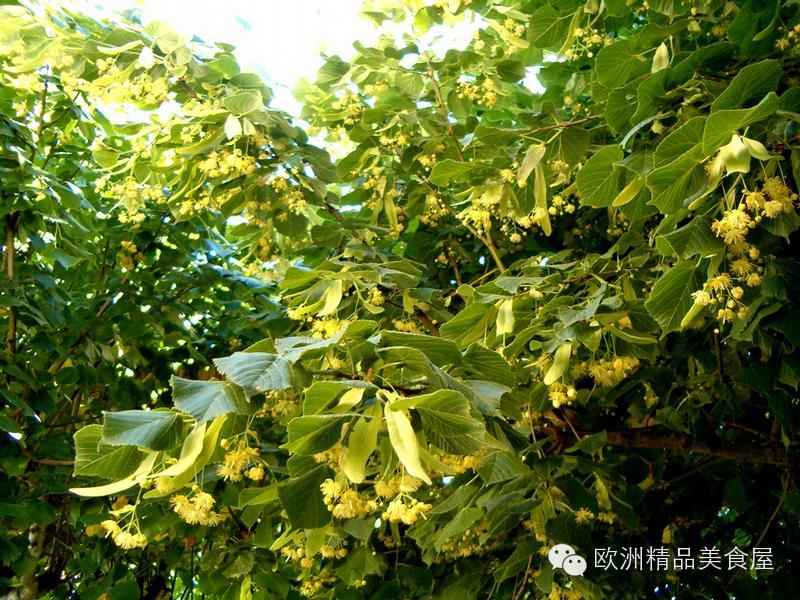 法国的花草茶文化