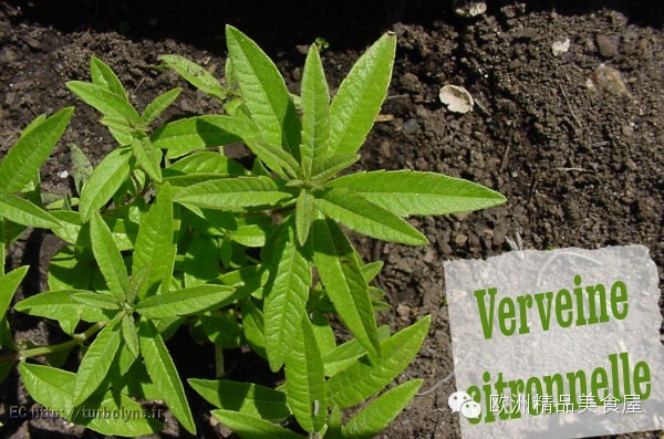 法国的花草茶文化