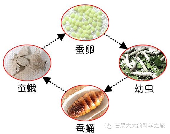 蚕宝宝的前半生拼命的吃,是为了吐丝结茧;至于它们的后半生,也就是