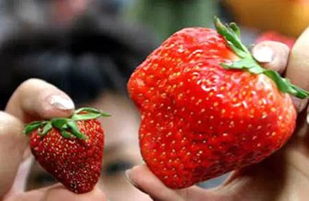 查处400公斤毒草莓，现摘草莓勿直接吃！411 / 作者:thkfh / 帖子ID:111828