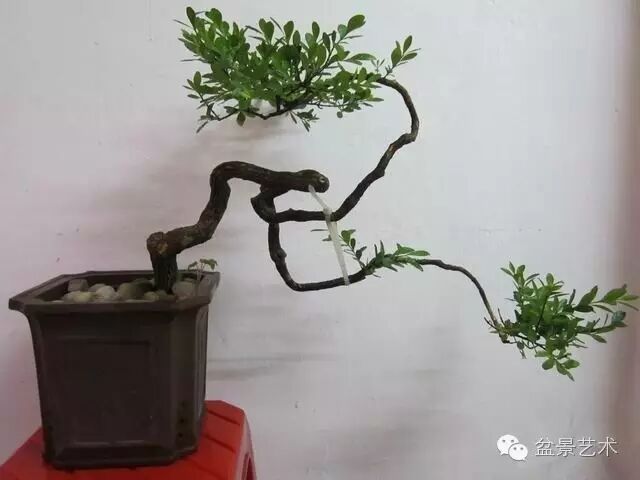 黑檀盆景怎么栽培养护的方法 图片