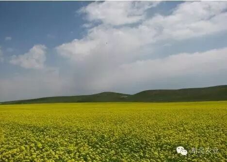 喜讯!秋播油菜呈恢复发展态势 喜讯!秋播油菜呈恢复发展态势