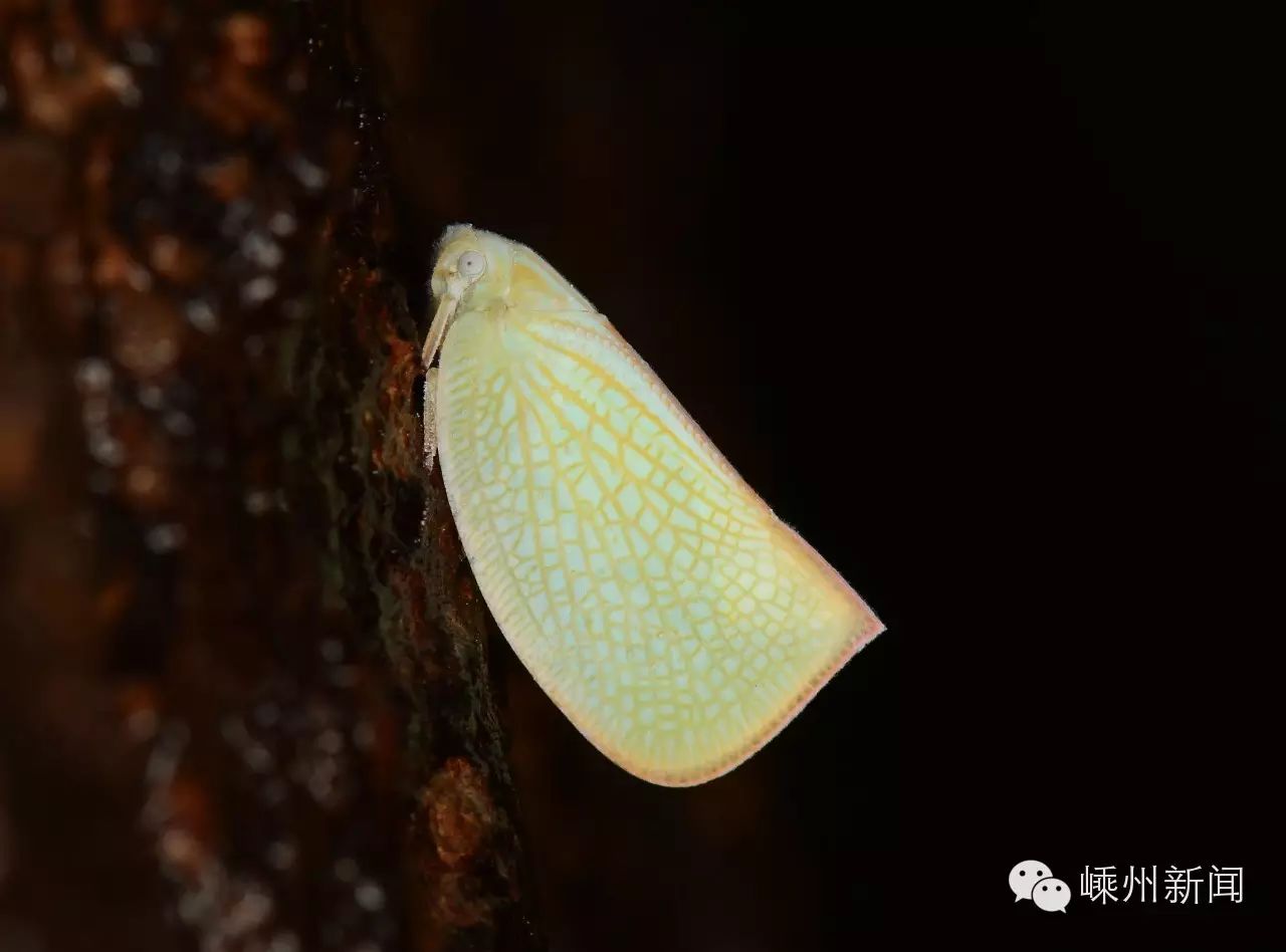 碧蛾蜡蝉