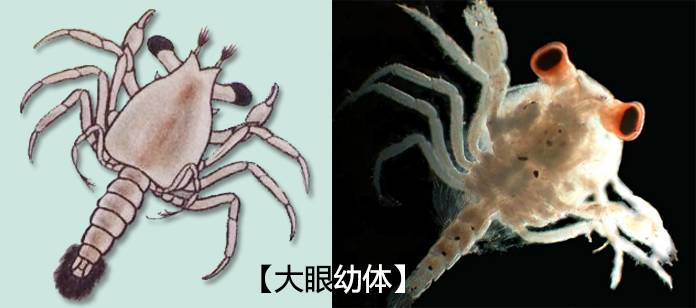 汉声说蟹(三)——大闸蟹成长记