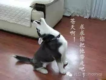 (我觉着应该把你带走!)
